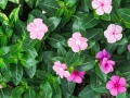 Catharanthus roseus pink flower